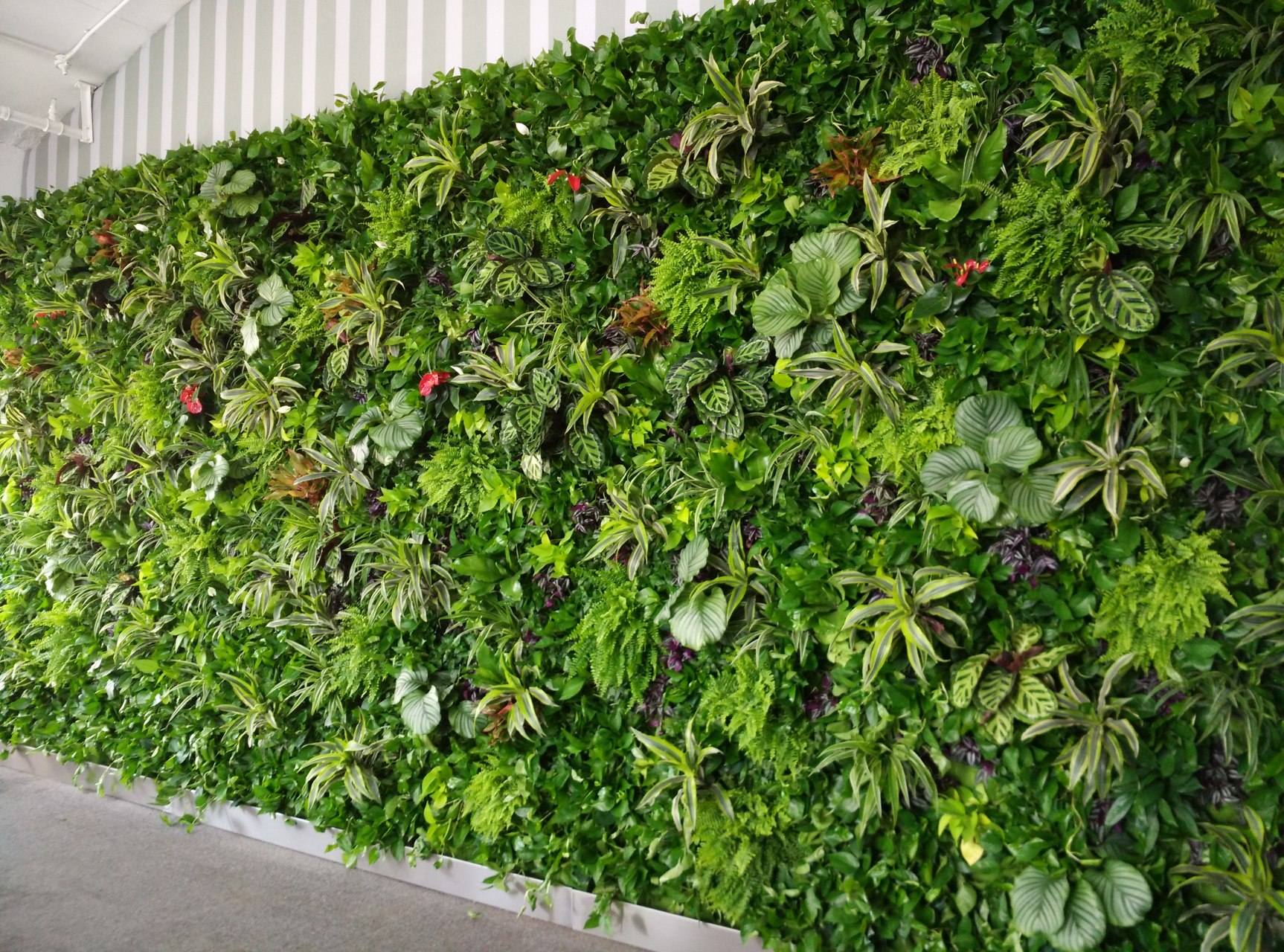 重庆植物墙的作用