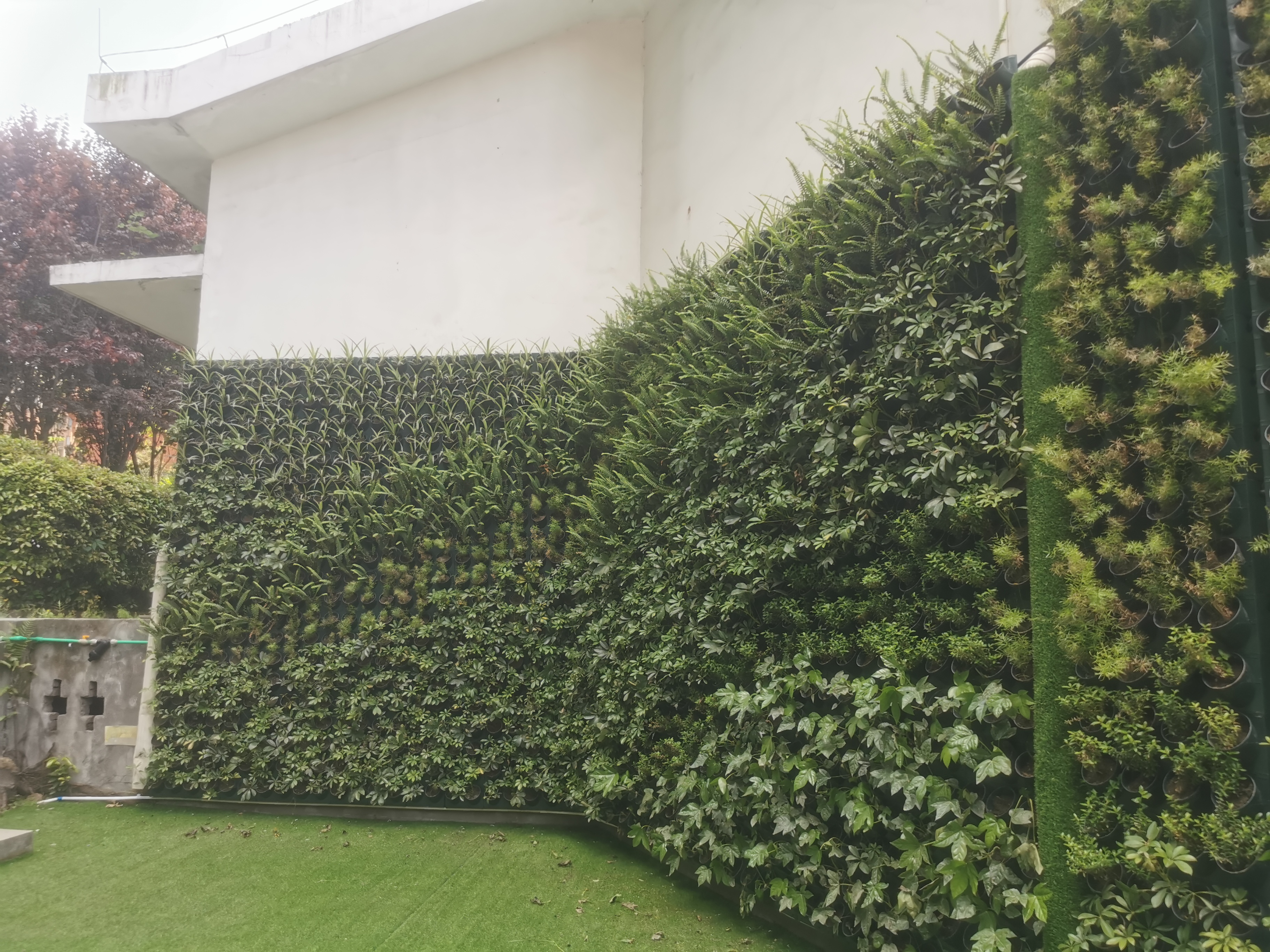 重庆挡墙绿化，重庆垂直绿化：让坡坎崖焕发生态新生