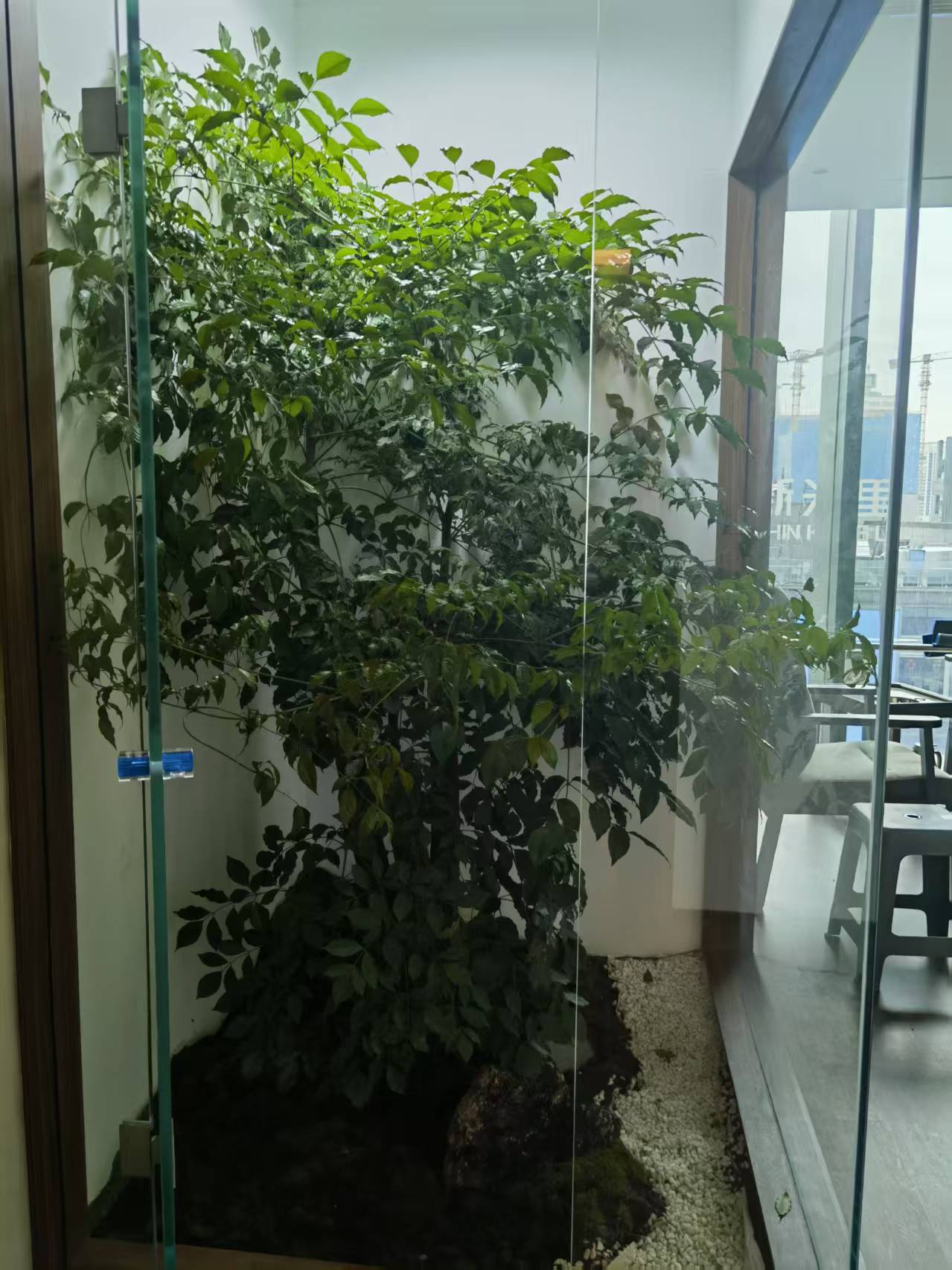 室内造景